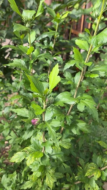 Сажаю костромские растения в город-сад Москвы