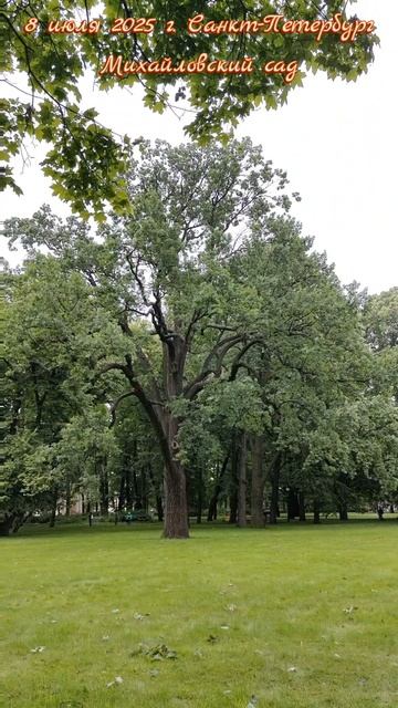 8 июля 2025 г. Санкт-Петербург.Михайловский сад #питер #санктпетербург #михайловскийсад