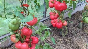 Дневник моих огородных дел. 14 августа 2025 года