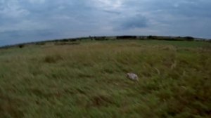 2025_08_27_куропатки_папа_мазила