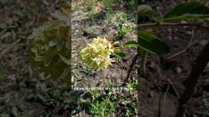 Обзор метельчатых гортензий высаженых в открытый грунт этим летом