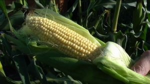 Первые початки разных сортов кукурузы