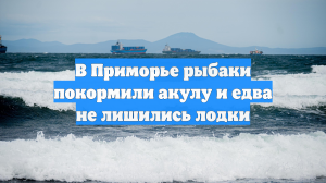 В Приморье рыбаки покормили акулу и едва не лишились лодки