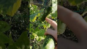 Моё подворье 🐓🌻🥒🍅🍏🌿🐈