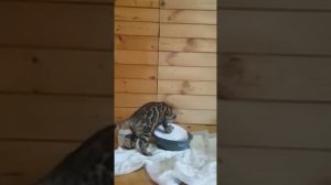 Бенгальский котенок и питьевой фонтанчик.