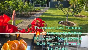 Пышные и Вкусный БУЛОЧКИ с Абрикос /Пику Хрустящие Чебуреки/Спасаю Газон/Дачные Хлопаты