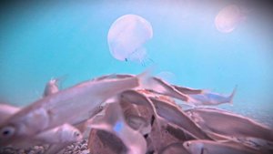 Проверяю реакцию морской рыбы на ХЛЕБ с куриным паштетом.