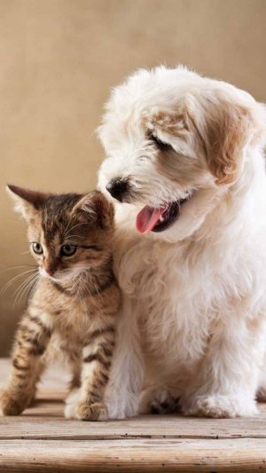 Котики и их приколы