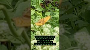 1000047307.mp4 Жалость к себе 😲