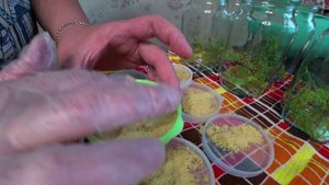 Огурцы в собственном соку