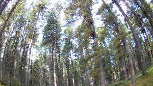 Кедровый бор (Кожевниковский район, Томская область, Россия)