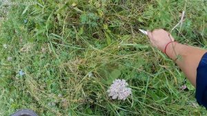 Погуляли.Подышали.Немного грибов набрали.