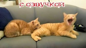 Приколы с котами! С ОЗВУЧКОЙ! Самые смешные животные! Смешные коты и собаки!