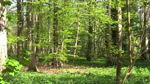 Пение соловья / Звуки природы