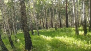 Рус.нар. песня. "Ах, что ж ты, мой сизой голубчик, ко мне не летаешь?"