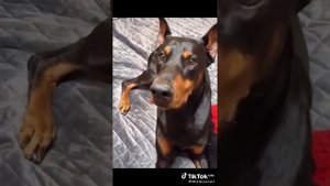 смешные собаки