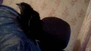 Стриженок залез мне на спину