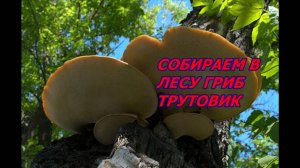 ГРИБ ТРУТОВИК