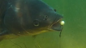 Клëв карпа под водой. Рыбалка на карпа. Поведение карпа под водой. Подводная съемка. 🐠🐋🐟