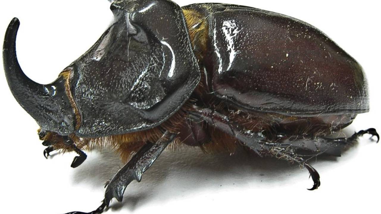 The Rhinoceros Beetle