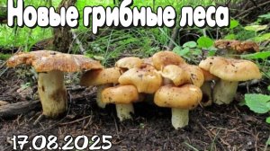 Новые грибные леса 17.08.2025
