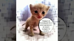 КОТЯТА - ИНТЕРВЬЮ О ГЛАВНОМ.Милота — это когда коты умнее всех шутников! Подпишись и проверь сам!