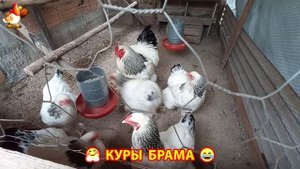 Куры Брама с лохматыми лапами прекрасные несушки (46)