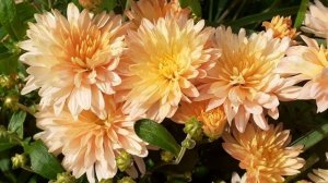 хризантема корейская хамелион