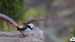 Фазан леди Амхерст (Алмазный фазан) Chrysolophus amherstiae