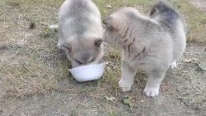 Естественный отбор рулит