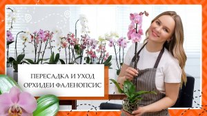 Пересадка и уход орхидеи фаленопсис в домашних условиях