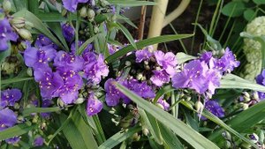 Традесканция в саду 2025