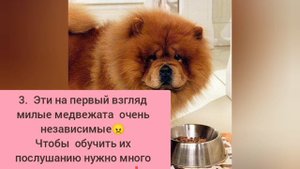 Такая порода собак: Чау- чау🐻🐕