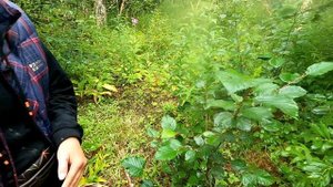 Камчатка, грибочки и голубика на Тихом океане.