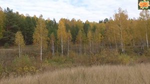 Чарующая осень