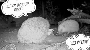 Новый гость в Ёжинькином кафе. Сорокам ничего не оставили! Сколько разных ёжиков вы насчитали?