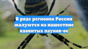 В ряде регионов России жалуются на нашествие ядовитых пауков-ос
