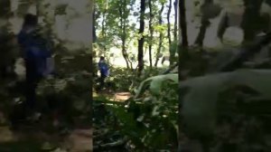 Системное уничтожение Мамайского леса под руководством Коротенко Н.Н. и Коротенко Д.Н.