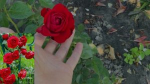 Розы от Татьяны Козиной. Первое цветение