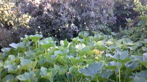 Политая тыква выглядит здоровой и не увядшей