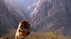 KidsBox 4 Unit 5 Song video