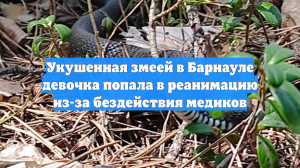 Укушенная змеей в Барнауле девочка попала в реанимацию из-за бездействия медиков