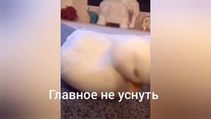 вы засмеëтесь это точно !