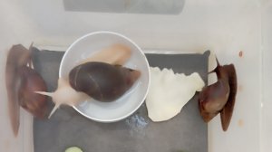 мои питомцы