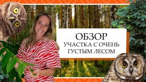 Настоящий лесной участок. Особенности сада в лесу, за которым не нужен уход.