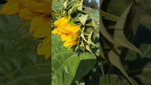 подсолнухи 🌻 🌻 🌻