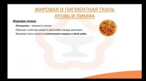Видео-лекция №1.6 Соединительные ткани со специальными свойствами