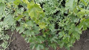 Новинки винограда высаженные в 2024 и 2025 году - Часть 7.