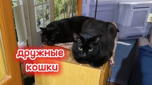 Дружные кошки. Черные кошки.