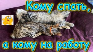 Симба у ветврача. Мои заказы на Озон. Оживление Nokia Asha 200. Рюкзаки из Китая. (08.25г.) Семья Бр